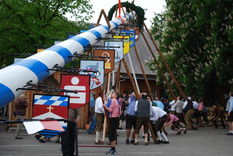 Mit purer Muskelkraft wurde der neue Maibaum in Fürstenfeldbruck aufgerichtet.