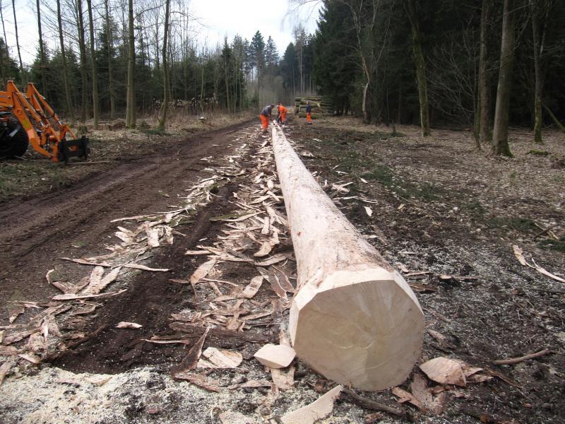 Es wird schon fleißig am neuen Brucker Maibaum gewerkelt.